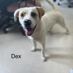 Photo of Dex