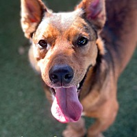 adopt a pet