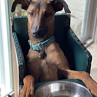 adopt a pet