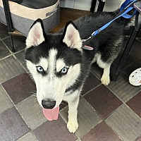 adopt a pet