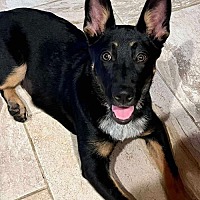 adopt a pet