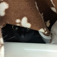 adopt-pet