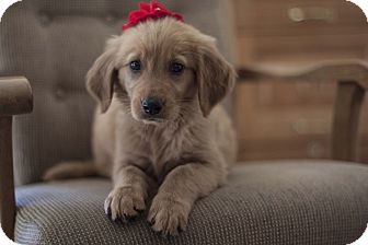 Auburn Ca Golden Retriever Meet Ginger A Pet For Adoption