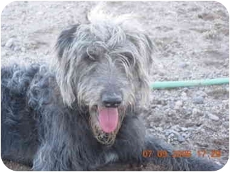 Wolfhound cheap poodle mix