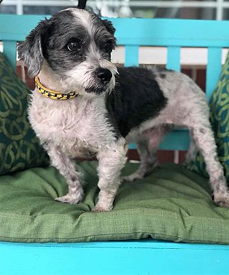 Jackson Tn Shih Tzu Meet Oreo A Pet For Adoption