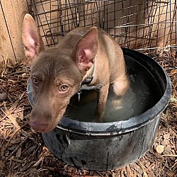 Available Pets At Charming Pet Rescue Mn In Minneapolis Minnesota