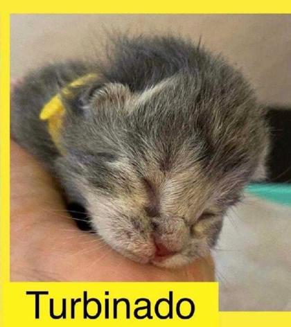 Thumbnail photo of Turbinado #3