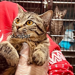 Thumbnail photo of Juniper #3