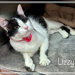 Thumbnail photo of LIZZY (R) #1