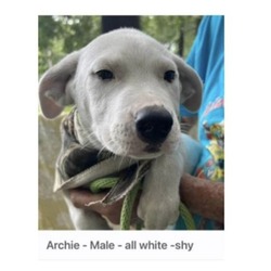 Photo of Archie