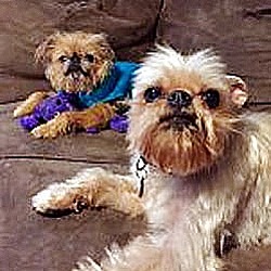 Thumbnail photo of RUBY & OSCAR-Adopted #1