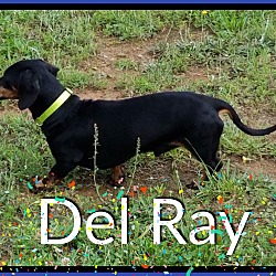 Thumbnail photo of Del Ray #1