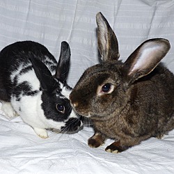 Photo of Cookie and Cooper