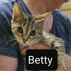 Photo of Betty - beautiful brown tabby