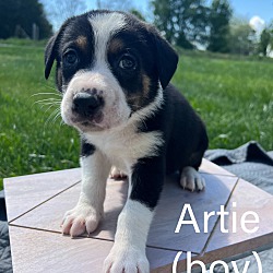 Photo of Artie