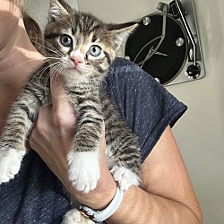 Photo of Camaro (baby kitten)