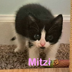 Photo of MITZI Kitten