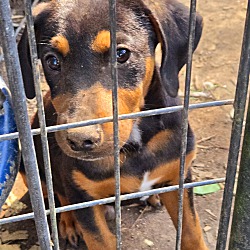 Thumbnail photo of Lab Coonhound XPuppies #3