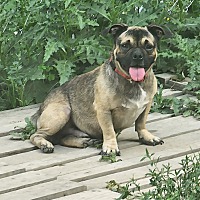 adopt a pet
