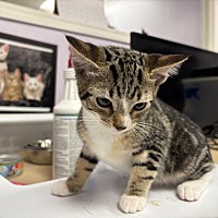 adopt a pet
