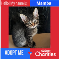 adopt a pet