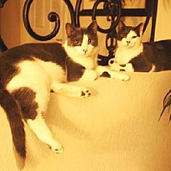 Photo of Socks and Scout