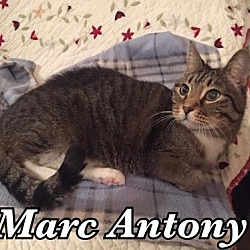 Thumbnail photo of Marc Antony #1