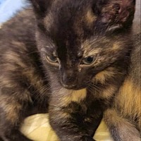 Photo of Burrito Kitten
