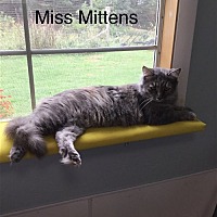 Photo of Ms. Mittens