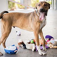adopt a pet