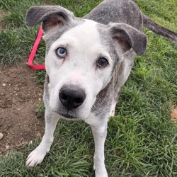 Photo of Gunner: Regal Resident, Adoption Fees Waived!