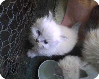 persian cat rescue california