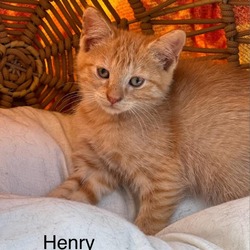 Photo of Henry - Seabolt Litter 5 of 7