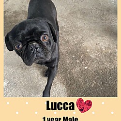 Thumbnail photo of LUCCA- 1 YEAR MALE PUG #1