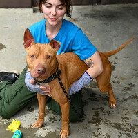 adopt a pet