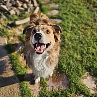 adopt-pet