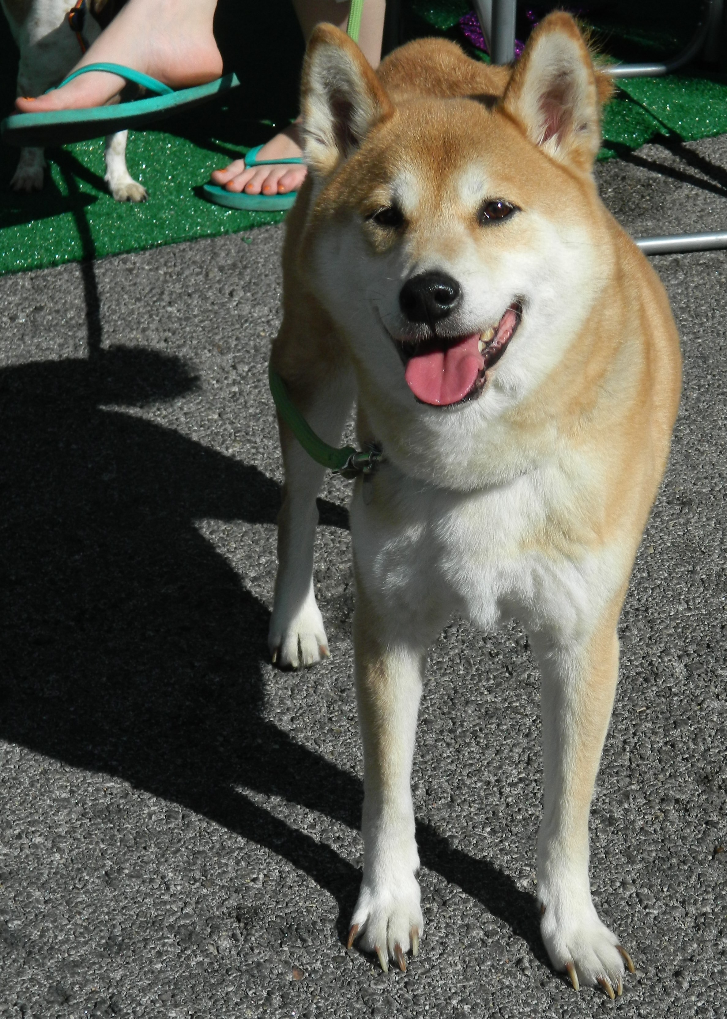 Las Vegas Nv Shiba Inu Meet Stevie Ray A Pet For Adoption