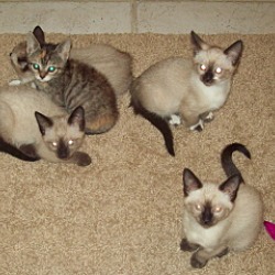 Thumbnail photo of 5 Kittens #1