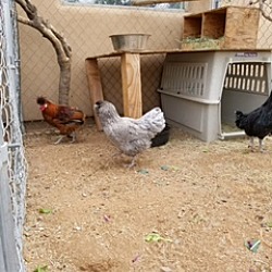 Thumbnail photo of Chickens #1