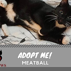 Thumbnail photo of Meatball #2