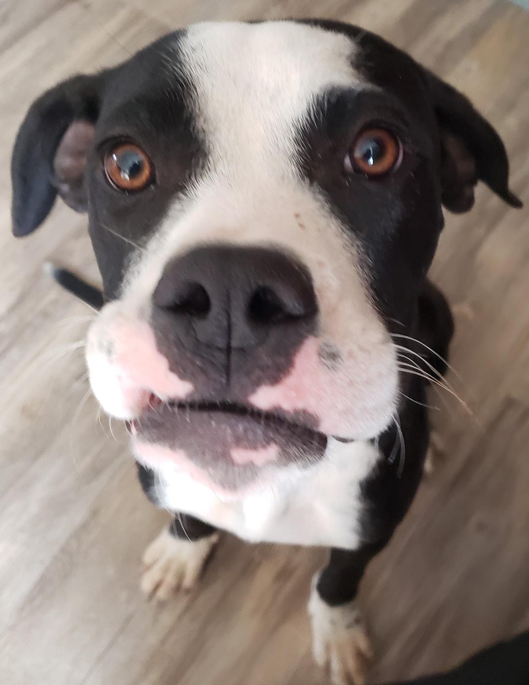 animal shelters las cruces nm on Las Cruces Nm Boxer Meet Gracie A Pet For Adoption