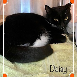 Thumbnail photo of DAISY (R) #1