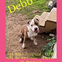 adopt a pet