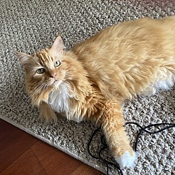 Photo of Mango