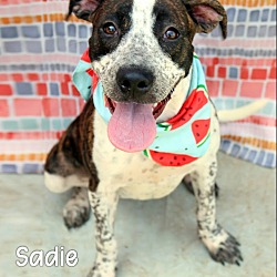 Thumbnail photo of Sadie #1