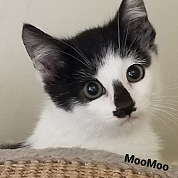 Thumbnail photo of Moomoo #3