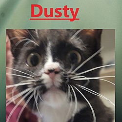 Photo of DUSTY