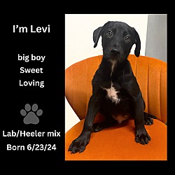 Thumbnail photo of Levi #2