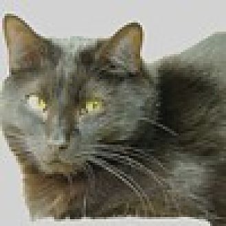 Adopt A Pet Petsmart Charities