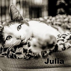 Thumbnail photo of Julia - Adoption Pending! ! #2